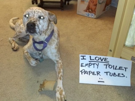 [dog-shaming-bad-14%255B2%255D.jpg]
