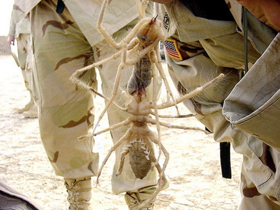 [camelspider%255B5%255D.jpg]