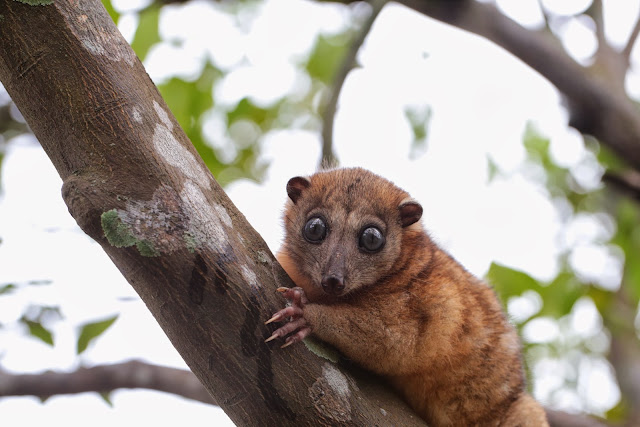 "Couscous" : Phalangeridae (Marsupial). Halmahera (Moluques, Indonésie), 17 septembre 2013. Photo : Eko Harwanto