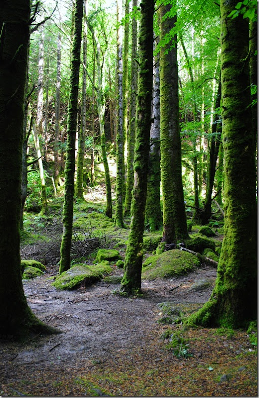 Kilarney National Park and Torc Waterfall (16)