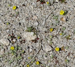 Wallace's Woolly Daisies