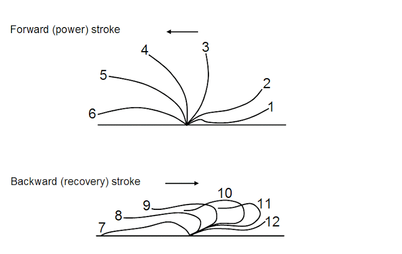 power stroke and recovery stroke