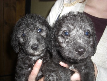 Two Blues Jan 2012 001
