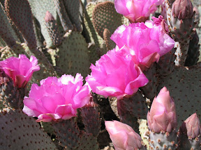 The normally unassuming beaver tail cactus comes into its' own in Spring.