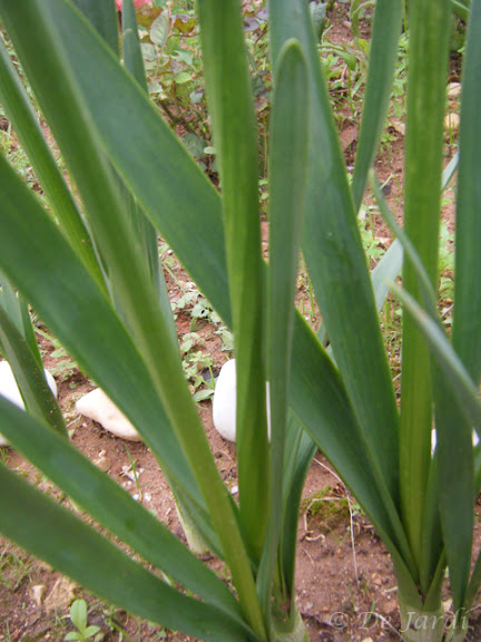 2012_11170006.jpg