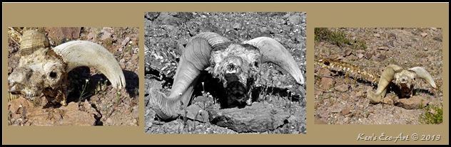 Desert Sheep Head Desert Sheep Head