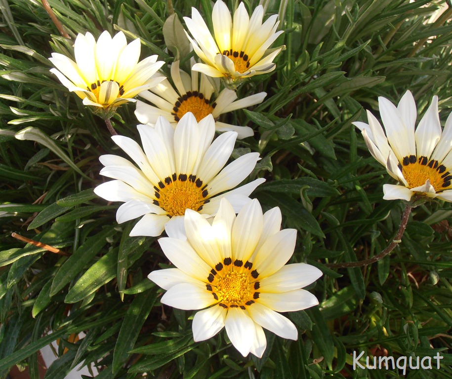 [gazania%25202%255B8%255D.jpg]