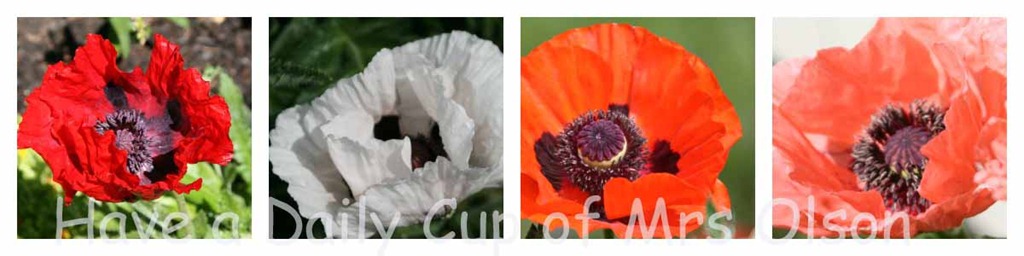 [Poppies%255B8%255D.jpg]