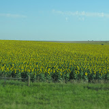 ...en zonnebloemen !