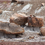 Àrvore petrificada no Deserto Pintado -Petrified Forest National Park - Flagstaff, AZ