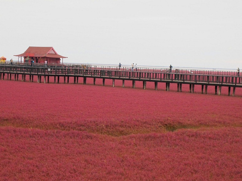 شاطىء بانجين الاحمر بالصين Panjin-red-beach-82