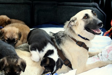 Chiqui y cachorros