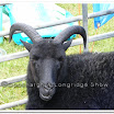 Sheep 009.jpg