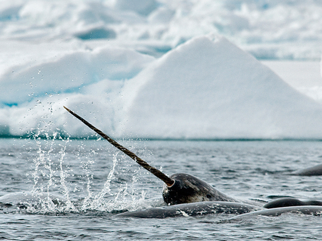 A narwhal is caught surfacing during a July 2011 expedition to a floe edge in the frigid waters of Arctic Bay, near Pond Inlet in Nunavut. Photo: Michelle Valberg / National Post