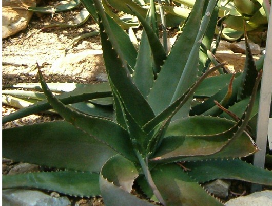 Aloe_vera