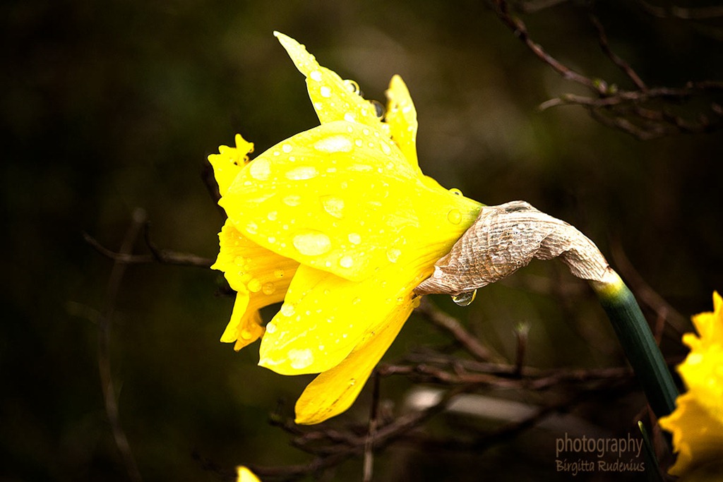 [blom_20120421_daffodil%255B2%255D.jpg]