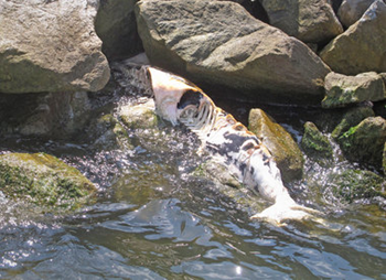 A heavily decomposed dolphin washed up against the rocks along Dauphin Island's Katrina Cut. The carcass, one of two found in Alabama in March, is included among more than 600 dolphins that have died in what federal scientists are calling an "unusual mortality event." Scientists believe the BP oil spill has played a role in the ongoing die off. Ben Raines / Press-Register