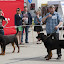 Rottweiler hodowla szczenięta Toro Negro -004.JPG