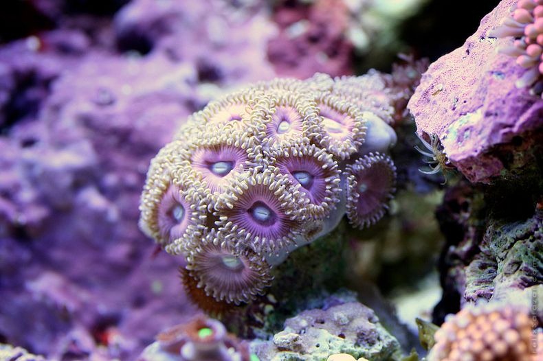 corals-3 corals-3