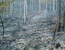 Pożar lasu na Krępie - 05.08.2013r.3