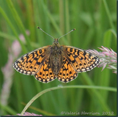 Small-Pearl-bordered-Fritillary (2) Small-Pearl-bordered-Fritillary (2)