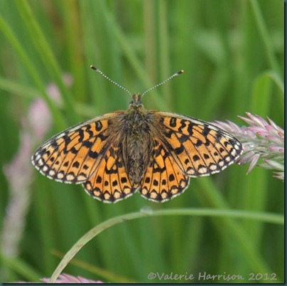 Small-Pearl-bordered-Fritillary (2)