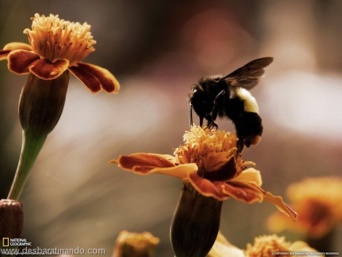 wallpapers national geographic desbaratinando  (57)