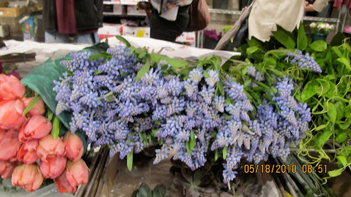 Quite a batch of hyacinth.