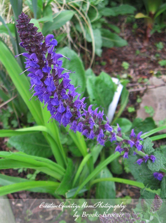 [IMG_3370%255B2%255D.jpg]