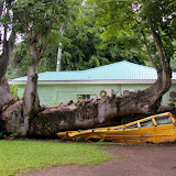 Hurricane + Tree + Bus = This...  No One Was Injured - Roseau, Dominica