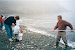 Catching capelin on Middle cove beach