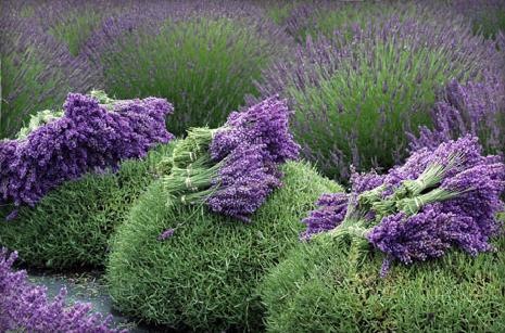 [lavender-flower-harvest%255B10%255D.jpg]