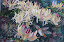 janda - Honeysuckle.jpg