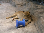A lion at the MGM Grand.