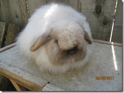IMG_1039 IMG_1039