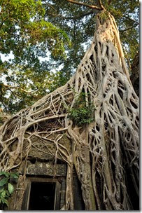 Cambodia Angkor Ta Prohm 131226_0502