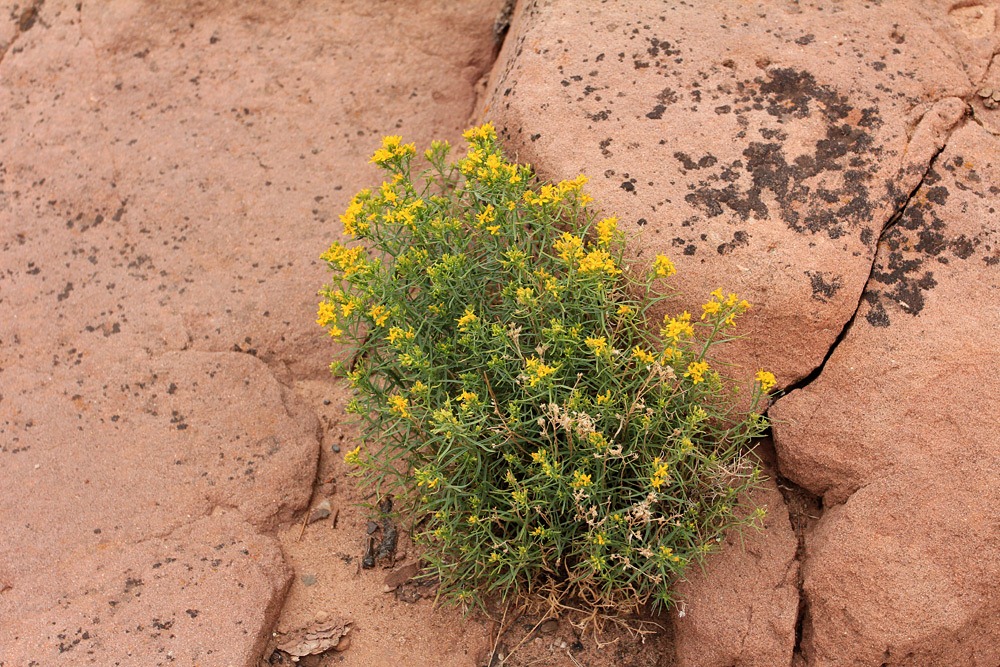 [120803_CanyonDeChelly_SpiderRockOverlook_Gutierrezia-sarothrae%255B2%255D.jpg]