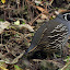 A Quail Hiding In The Brush - Wellington, New Zealand