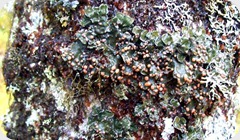 Erioderma_pedicellatum Erioderma_pedicellatum