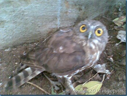 owl02 bird watching