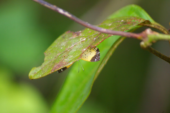 Riodinidae : Calospila emylius CRAMER, 1775, femelle. Piste de Coralie (Guyane). 26 novembre 2011. Photo : J.-M. Gayman