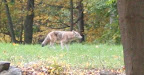 I guess Mr. Coyote thought that Meindert was a bit much to take on and ran off into the woods.