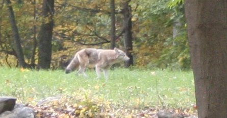 I guess Mr. Coyote thought that Meindert was a bit much to take on and ran off into the woods.