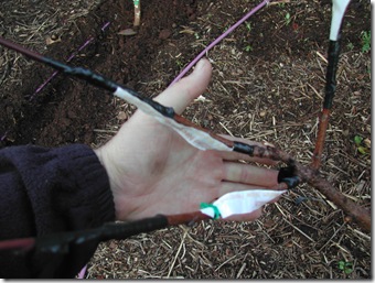 Just weeks ago, the grafts were inert. Three different nectarine varieties on one peach branch.