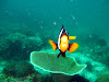  Koh Lipe Resimleri Fotoğrafları