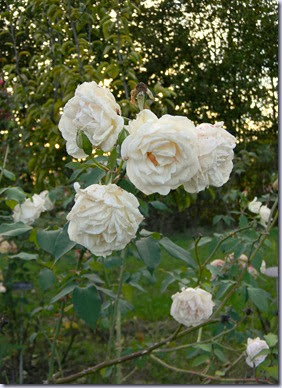 DSCN8986 DSCN8986