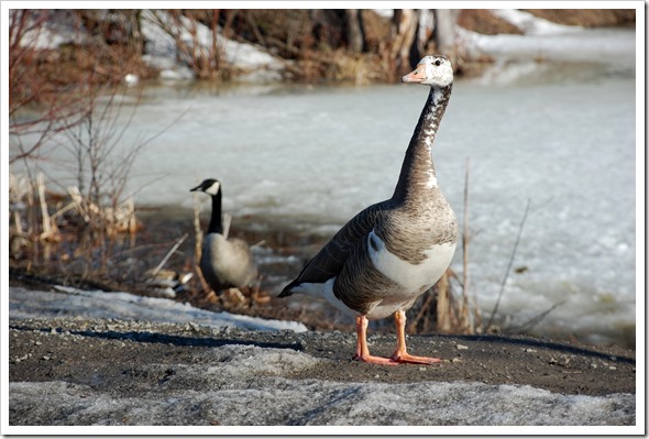silly goose 2