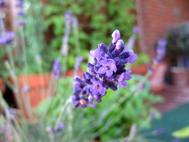 [lavendel%255B2%255D.jpg]