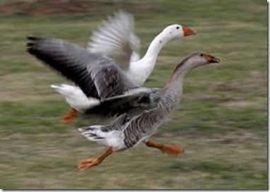 A SENSE OF A GOOSE A SENSE OF A GOOSE
