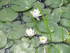 pond lilies white at dad's bog